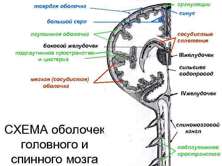 твердая оболочка грануляции синус большой серп паутинная оболочка боковой желудочек подпаутинное пространство и цистерна