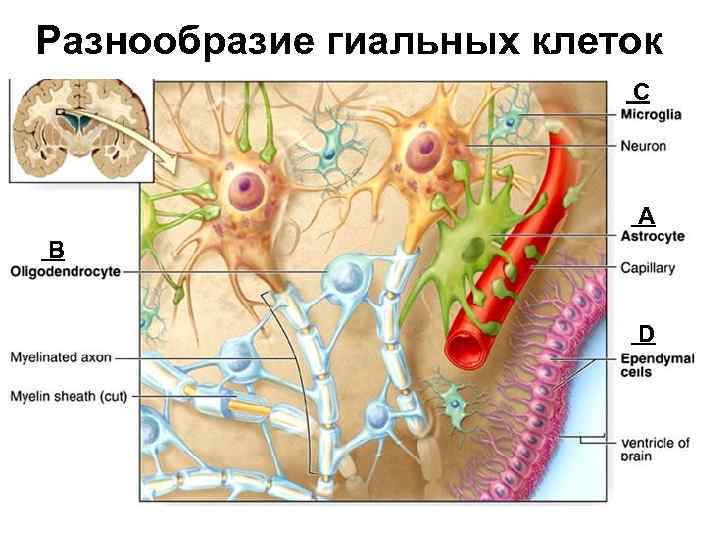 Разнообразие гиальных клеток C А B D 