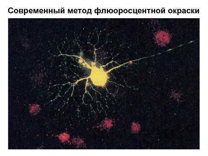Современный метод флюоросцентной окраски 