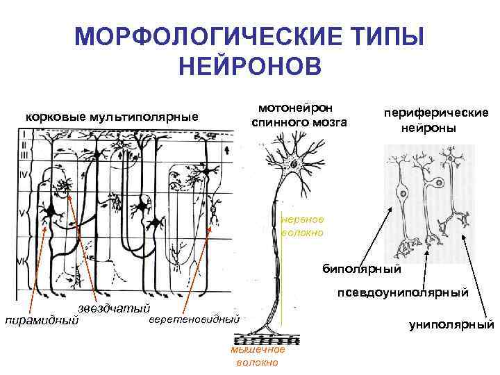 МОРФОЛОГИЧЕСКИЕ ТИПЫ НЕЙРОНОВ мотонейрон спинного мозга корковые мультиполярные периферические нейроны нервное волокно биполярный псевдоуниполярный
