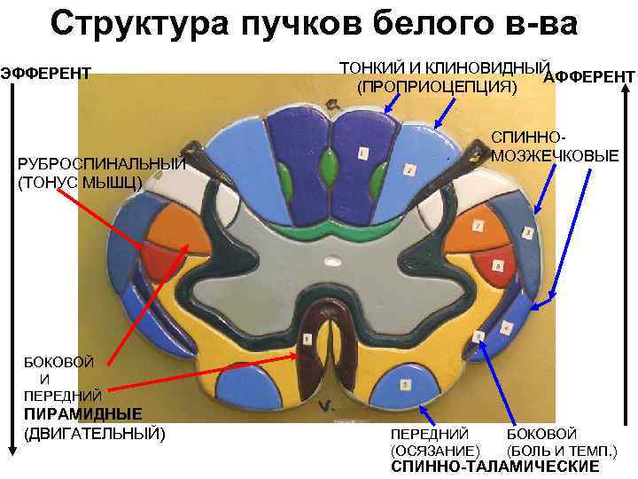 Структура пучков белого в-ва ЭФФЕРЕНТ ТОНКИЙ И КЛИНОВИДНЫЙ АФФЕРЕНТ (ПРОПРИОЦЕПЦИЯ) СПИННОМОЗЖЕЧКОВЫЕ РУБРОСПИНАЛЬНЫЙ (ТОНУС МЫШЦ)