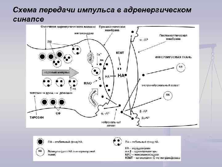 Холинергические синапсы презентация