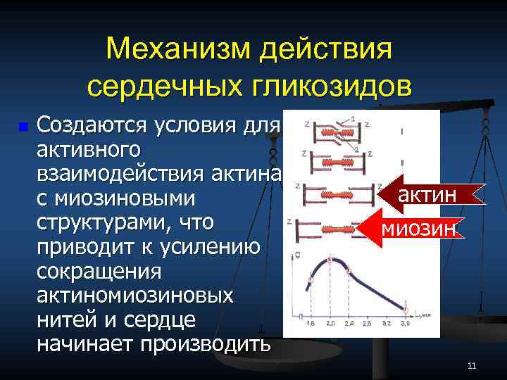 Сердечный действие. Выделите механизм действия сердечных гликозидов:. Механизм систолического действия сердечных гликозидов. Механизм кардиотропного действия сердечных гликозидов. Основной механизм действия сердечных гликозидов.