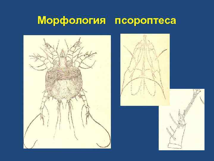 Морфология псороптеса 
