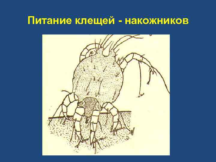 Питание клещей - накожников 