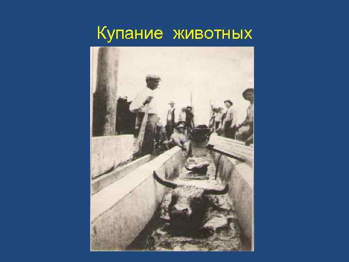 Купание животных 