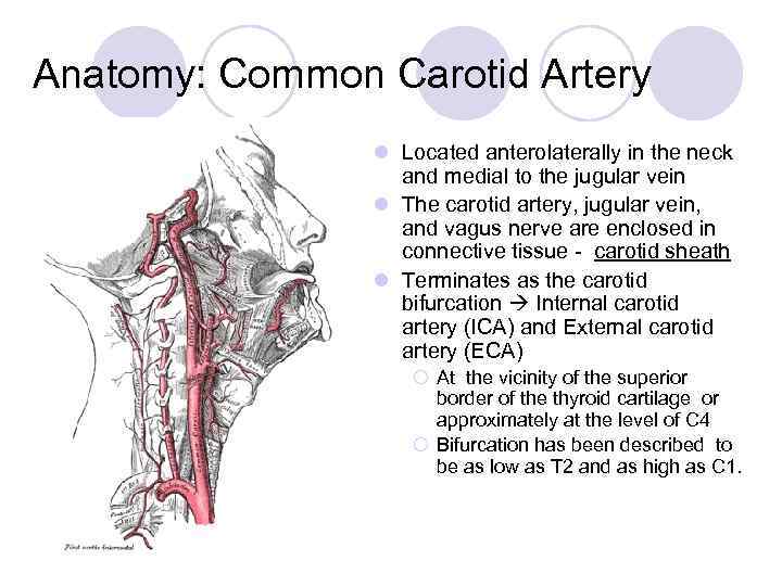 Anatomy: Common Carotid Artery l Located anterolaterally in the neck and medial to the