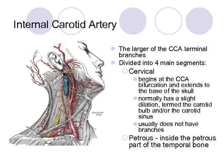 Internal Carotid Artery l The larger of the CCA terminal branches l Divided into