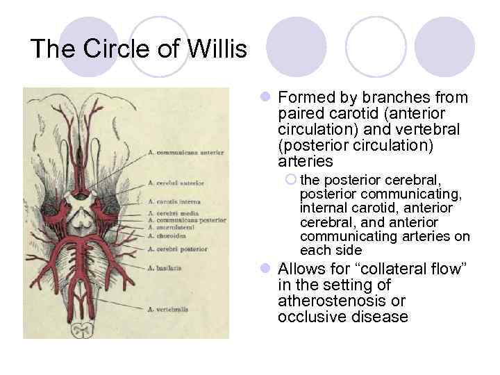 The Circle of Willis l Formed by branches from paired carotid (anterior circulation) and