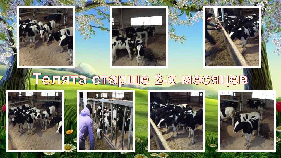 Телята старше 2 -х месяцев 