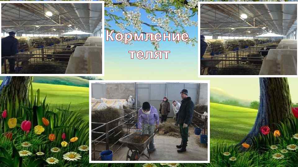 Кормление телят 