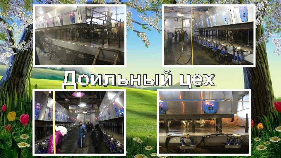 Доильный цех 