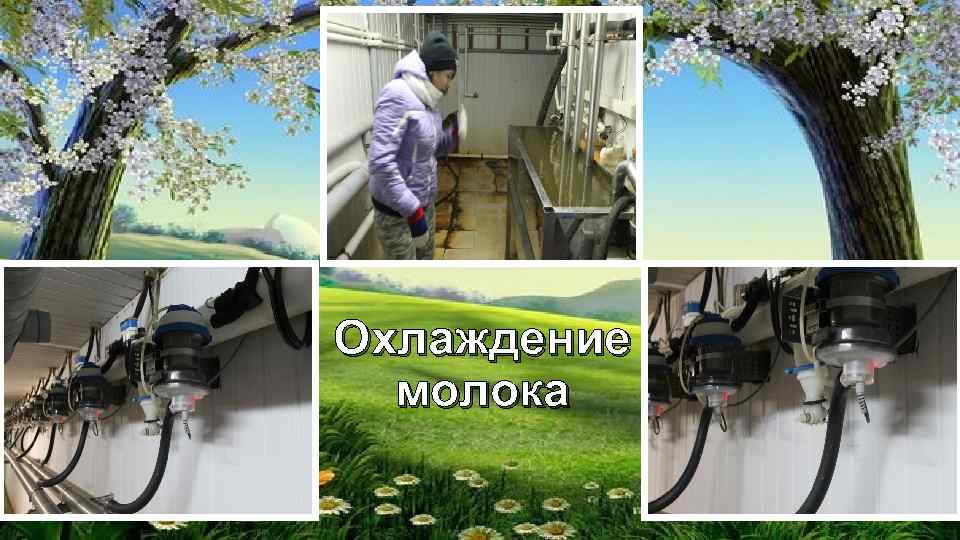 Охлаждение молока 
