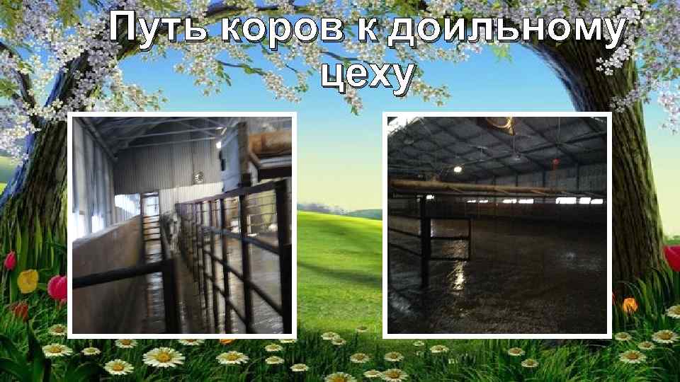 Путь коров к доильному цеху 