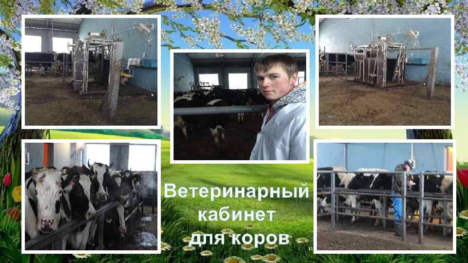 Ветеринарный кабинет для коров 