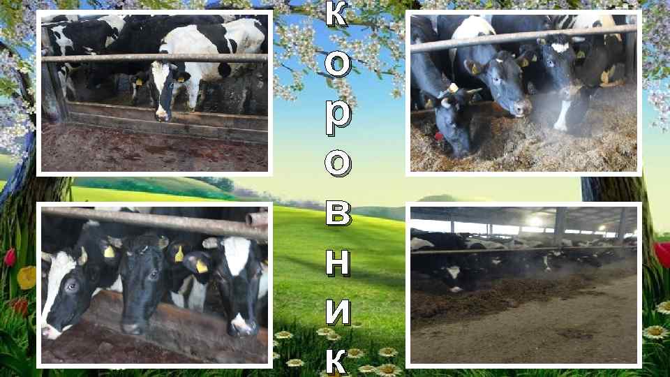 к о р о в н и к 