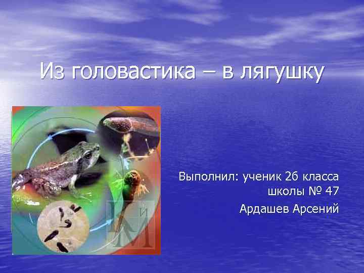 Из головастика – в лягушку Выполнил: ученик 2 б класса школы № 47 Ардашев
