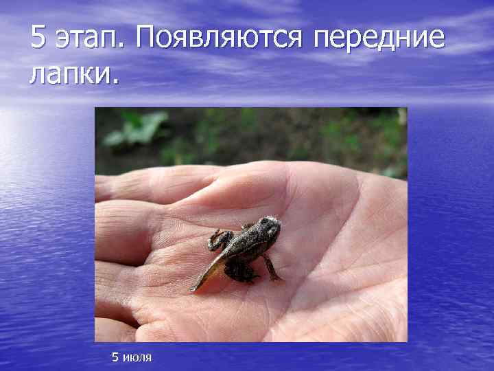 5 этап. Появляются передние лапки. 5 июля 