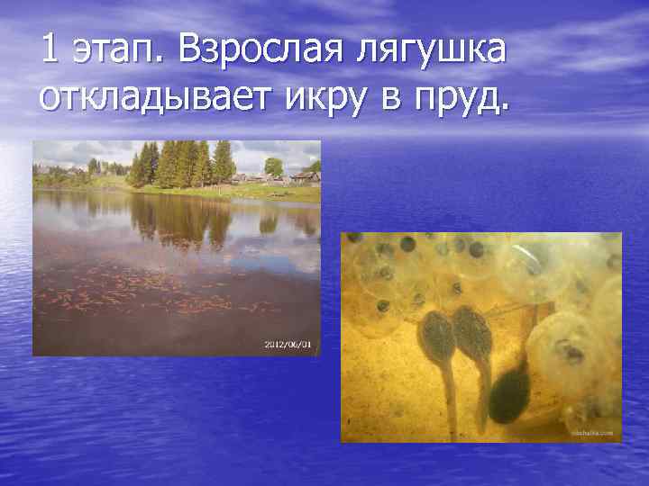 1 этап. Взрослая лягушка откладывает икру в пруд. 