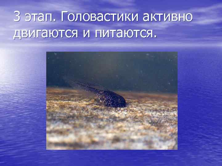 3 этап. Головастики активно двигаются и питаются. 