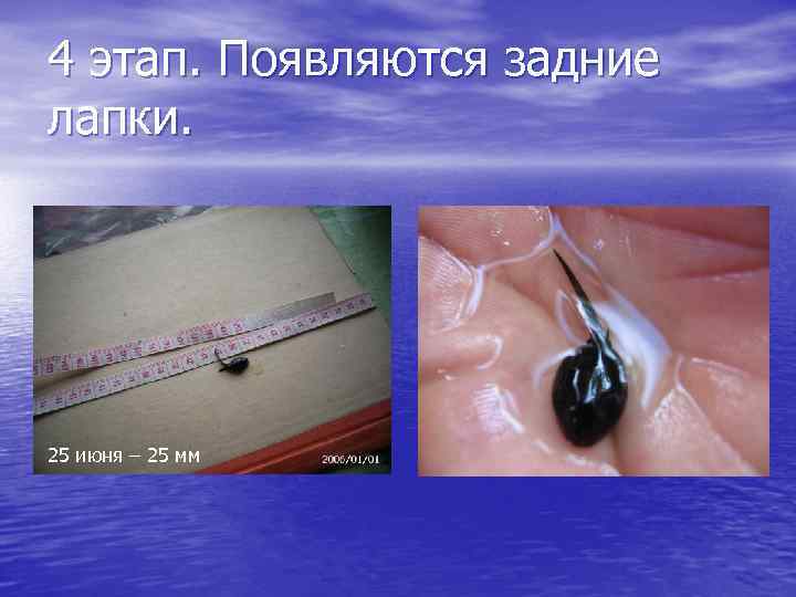 4 этап. Появляются задние лапки. 25 июня – 25 мм 