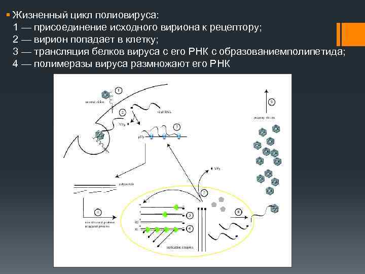 § Жизненный цикл полиовируса: 1 — присоединение исходного вириона к рецептору; 2 — вирион