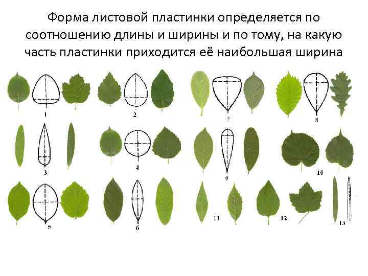 Изображение ограниченного участка исследуемого органа