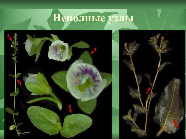 Неполные узлы 