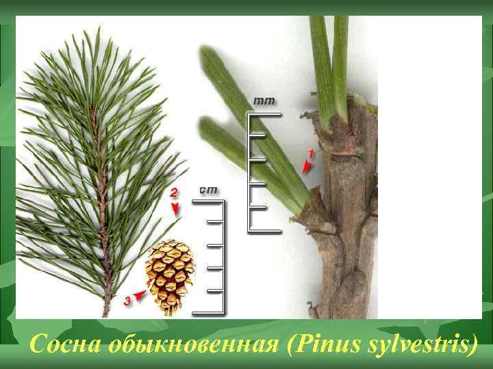 Сосна обыкновенная (Pinus sylvestris) 