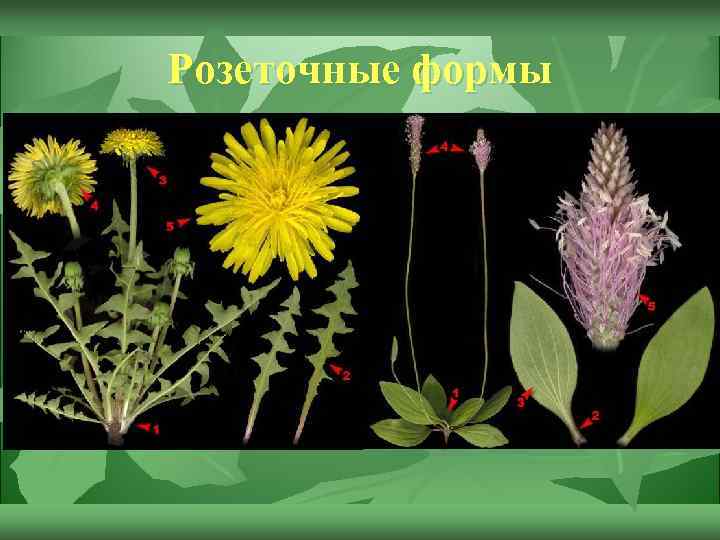 Розеточные формы 