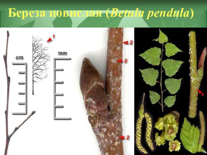 Береза повислая (Betula pendula) 