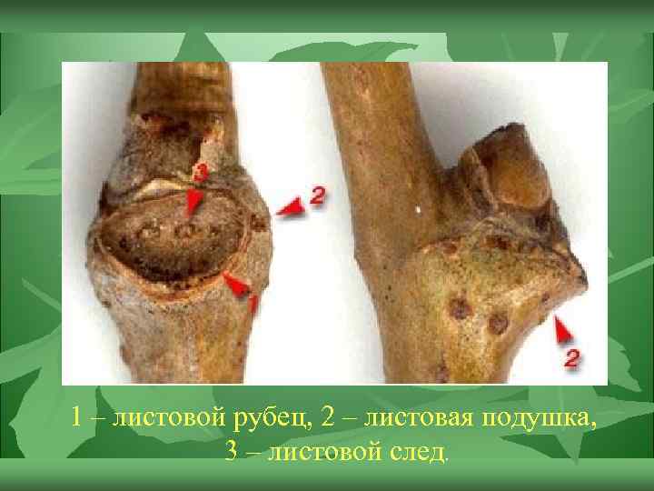 1 – листовой рубец, 2 – листовая подушка, 3 – листовой след. 