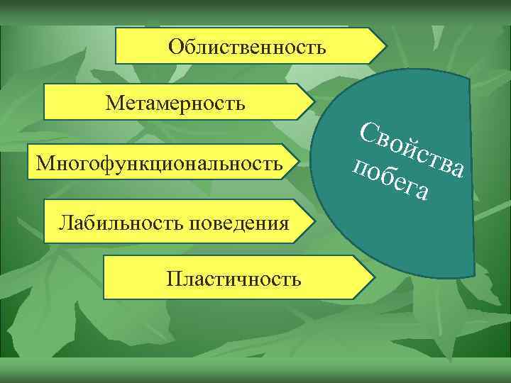 Облиственность Метамерность Многофункциональность Лабильность поведения Пластичность Сво йст поб ва ега 