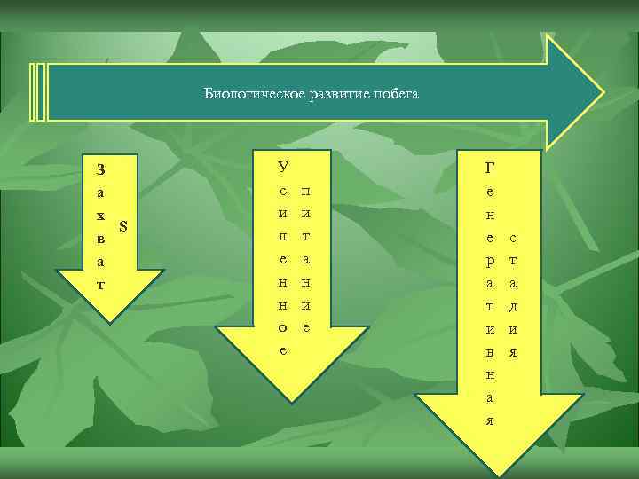 Биологическое развитие побега З а х S в а т У с и л