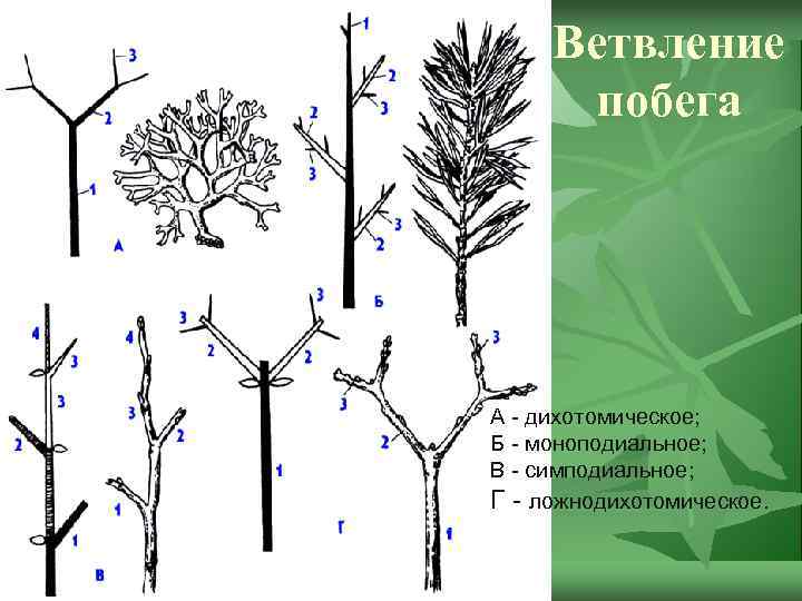 Ветвление побега А - дихотомическое; Б - моноподиальное; В - симподиальное; Г - ложнодихотомическое.