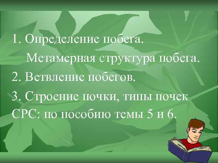 1. Определение побега. Метамерная структура побега. 2. Ветвление побегов. 3. Строение почки, типы почек