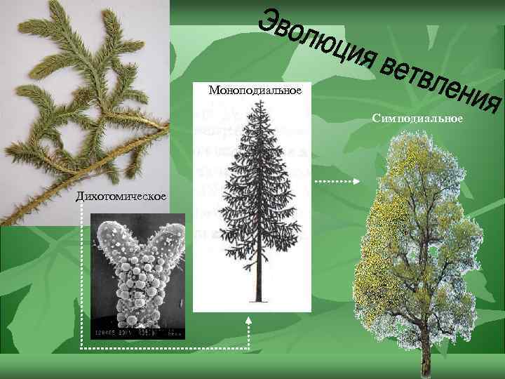 Моноподиальное Симподиальное Дихотомическое 