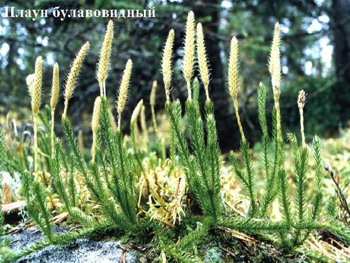 Плаун булавовидный 