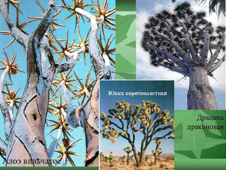 Юкка коротколистная Драцена драконовая Алоэ вильчатое 