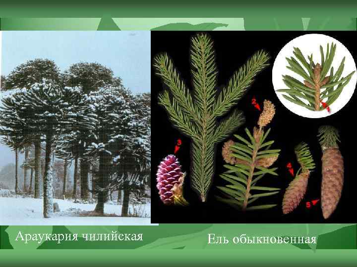 Араукария чилийская Ель обыкновенная 
