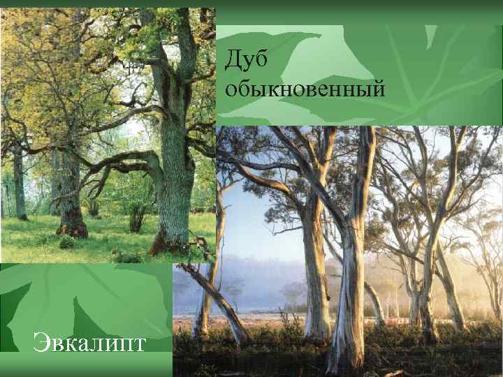 Дуб обыкновенный Эвкалипт 