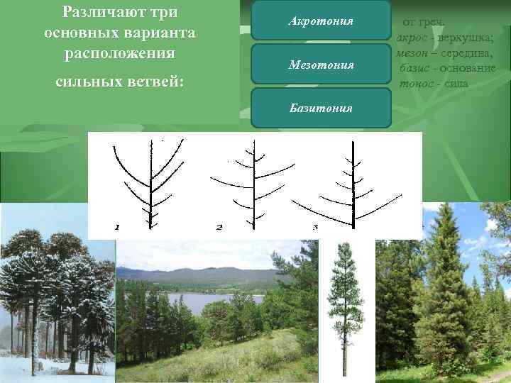 Различают три основных варианта расположения Акротония от греч. Мезотония акрос - верхушка; мезон –