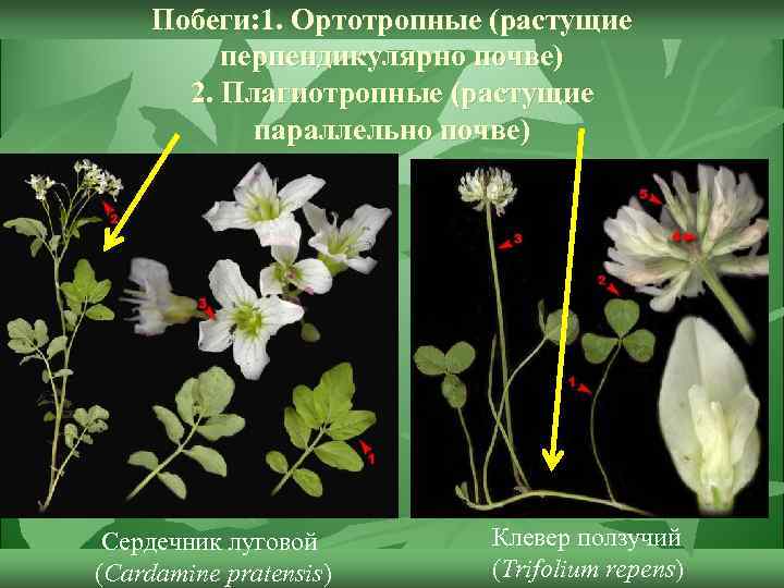 Побеги: 1. Ортотропные (растущие перпендикулярно почве) 2. Плагиотропные (растущие параллельно почве) Сердечник луговой (Cardamine