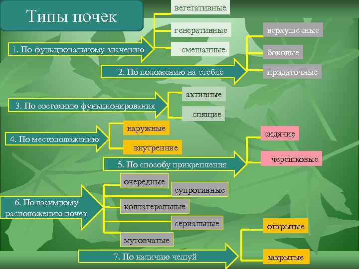 вегетативные Типы почек генеративные 1. По функциональному значению верхушечные смешанные боковые 2. По положению