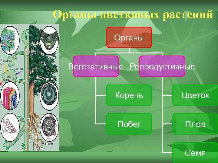 Вегетативные и репродуктивные органы. Вегетативные органы деревьев.