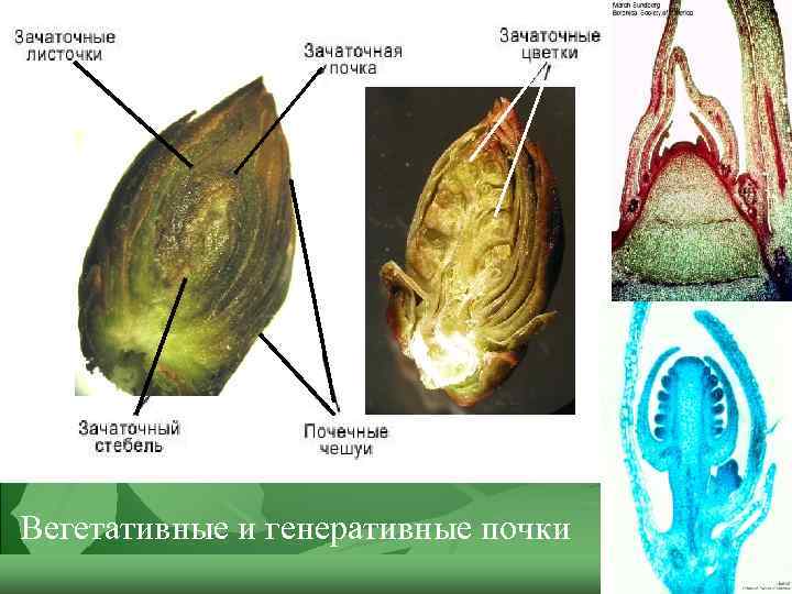 Вегетативные и генеративные почки 