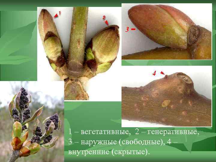 3 4 1 – вегетативные, 2 – генеративные, 3 – наружные (свободные), 4 –