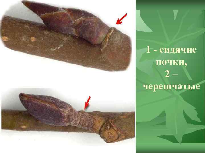 1 - сидячие почки, 2– черешчатые 