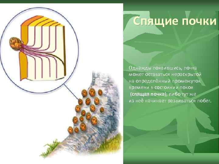 Спящие почки Однажды появившись, почка может оставаться нераскрытой на определённый промежуток времени в состоянии