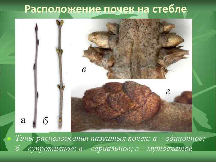 Расположение почек на стебле в г а n б Типы расположения пазушных почек: а